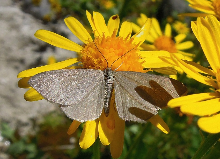 Geometridae da det.